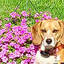 dog, flower, pink_flower, green_grass, collar, pet, outdoor, nature, summer, sunlight, garden, beagle, plant, leaf, animal, grass, closeup, portrait, cute, canine