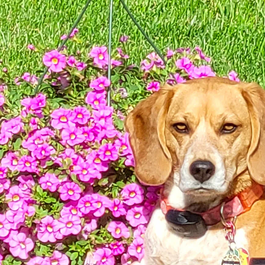 Gemma is registered to the contest to win money with this photo: animal, beagle, canine, closeup, collar, cute, dog, flower, garden, grass, green_grass, leaf, nature, outdoor, pet, pink_flower, plant, portrait, summer, sunlight