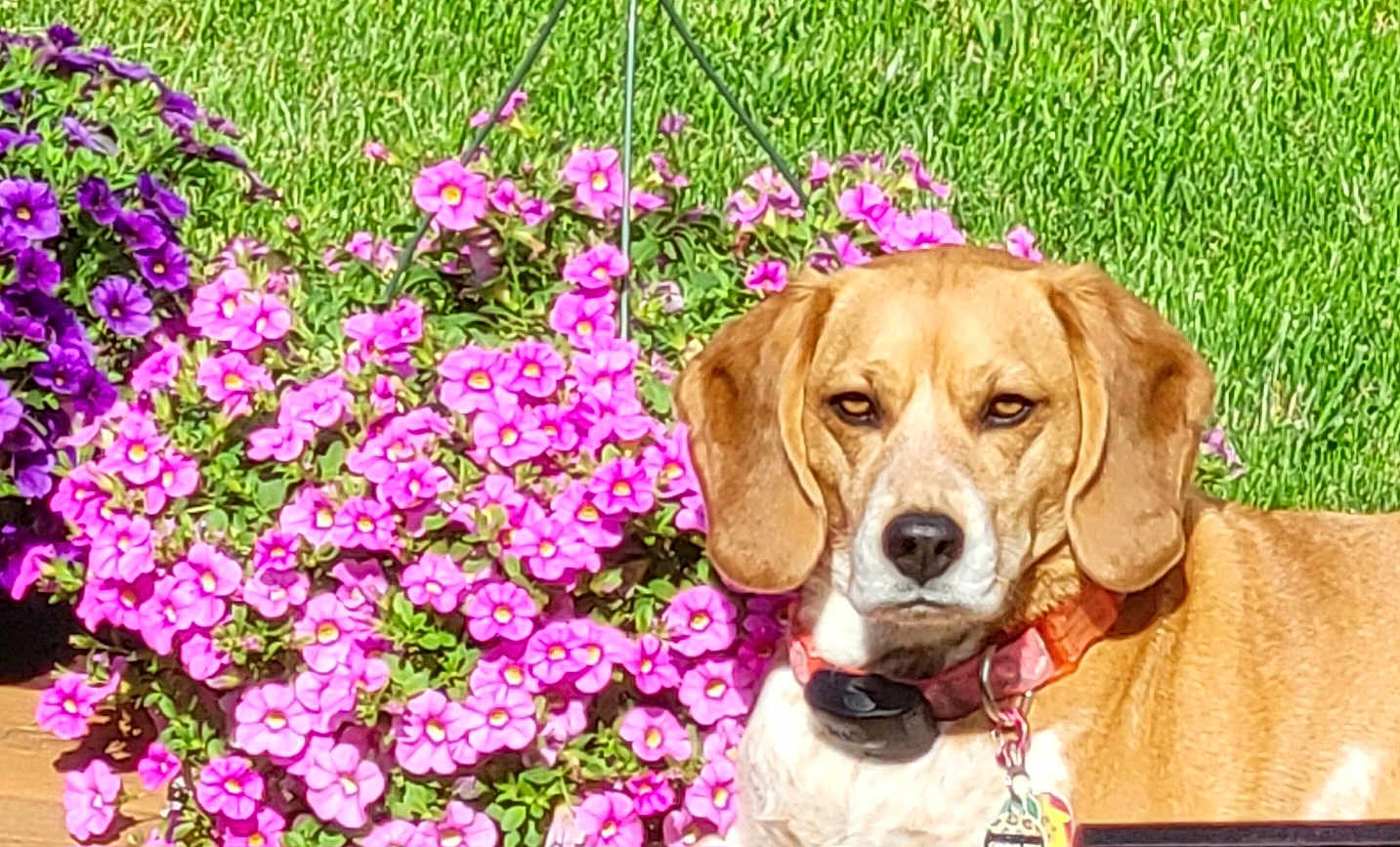 Gemma is registered to the contest to win money with this photo: dog, flower, pink_flower, green_grass, collar, pet, outdoor, nature, summer, sunlight, garden, beagle, plant, leaf, animal, grass, closeup, portrait, cute, canine