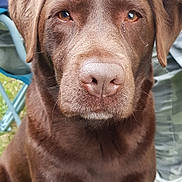 Lutti a rejoint le concours — aidez-le/la à gagner de superbes lots ! animal, attention, brown_fur, canine, casual_clothing, chocolate, close_up, companion, daylight, dog, grass, labrador_retriever, nature, outdoor, person, pet, phone, portrait, relaxed, sitting