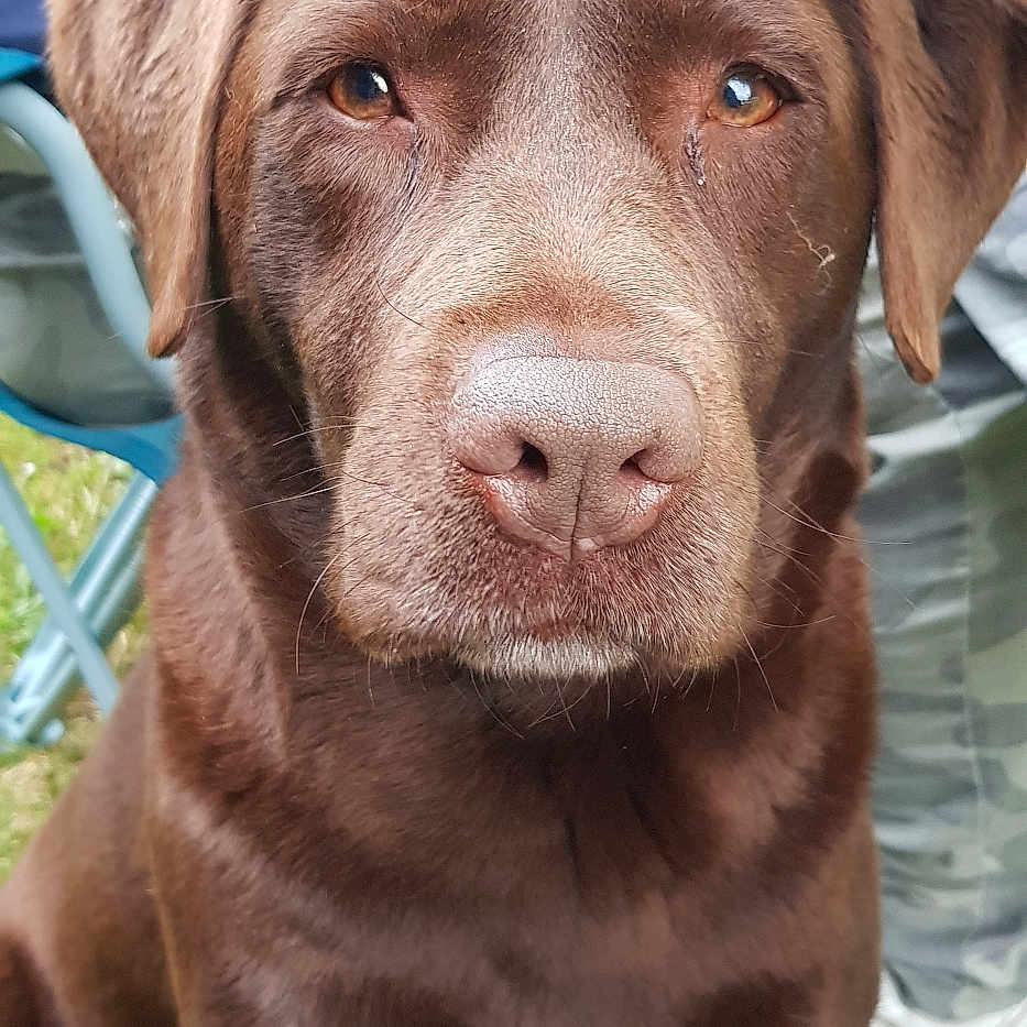 Lutti