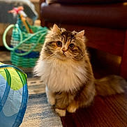 Sandy is registered to the contest to win money with this photo: animal, basket, brown, cat, close_up, cute, domestic, eyes, fluffy, furniture, indoor, long_hair, pet, portrait, rug, tail, toy, whiskers, white, wood_floor
