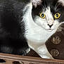 cat, black_and_white, yellow_eyes, crate, curious, pet, animal, indoor, feline, close_up, whiskers, fur, looking, container, domestic_animal, eye_contact, cute, mammal, portrait, alert