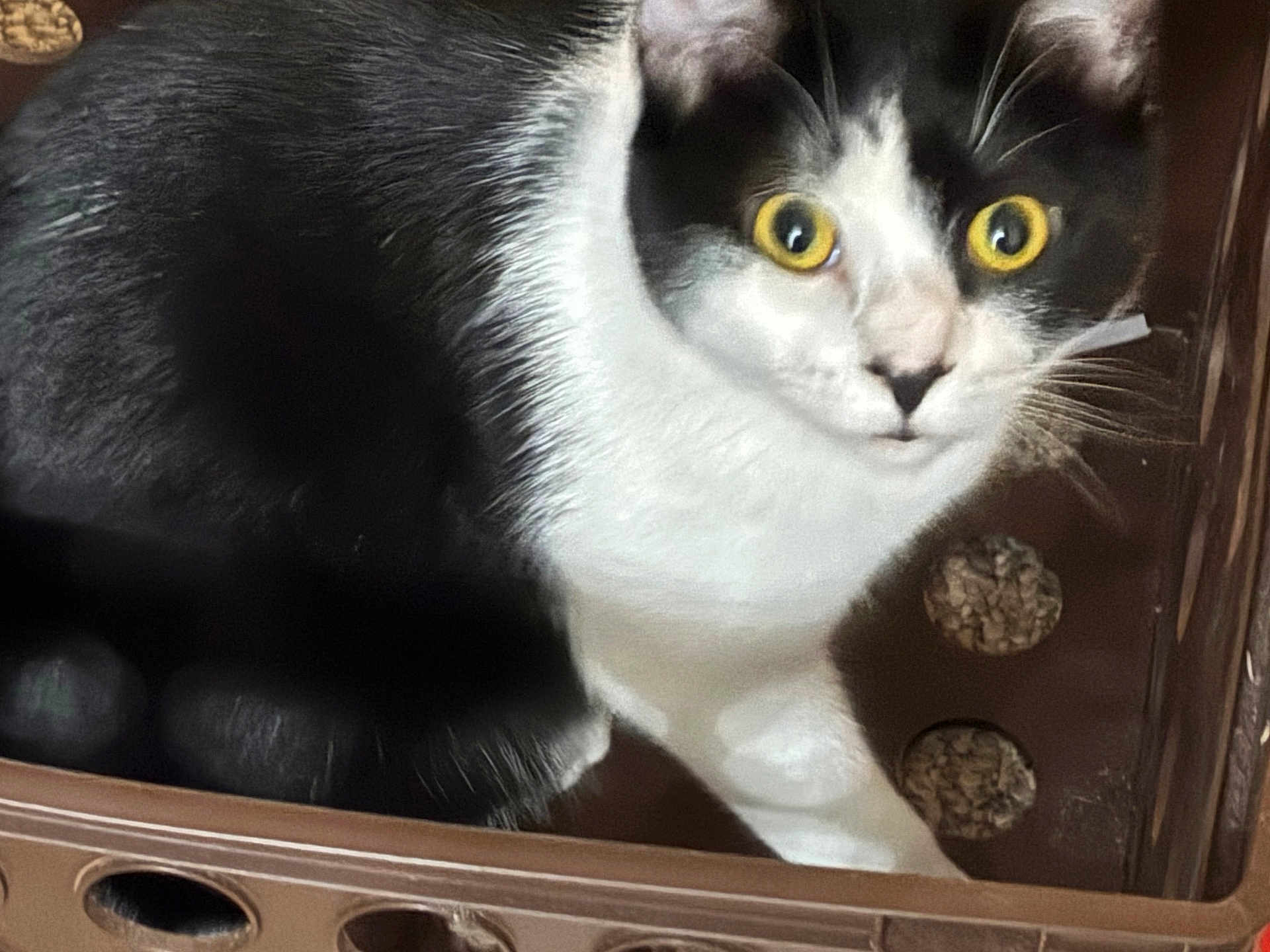 Magic is registered to the contest to win money with this photo: cat, black_and_white, yellow_eyes, crate, curious, pet, animal, indoor, feline, close_up, whiskers, fur, looking, container, domestic_animal, eye_contact, cute, mammal, portrait, alert