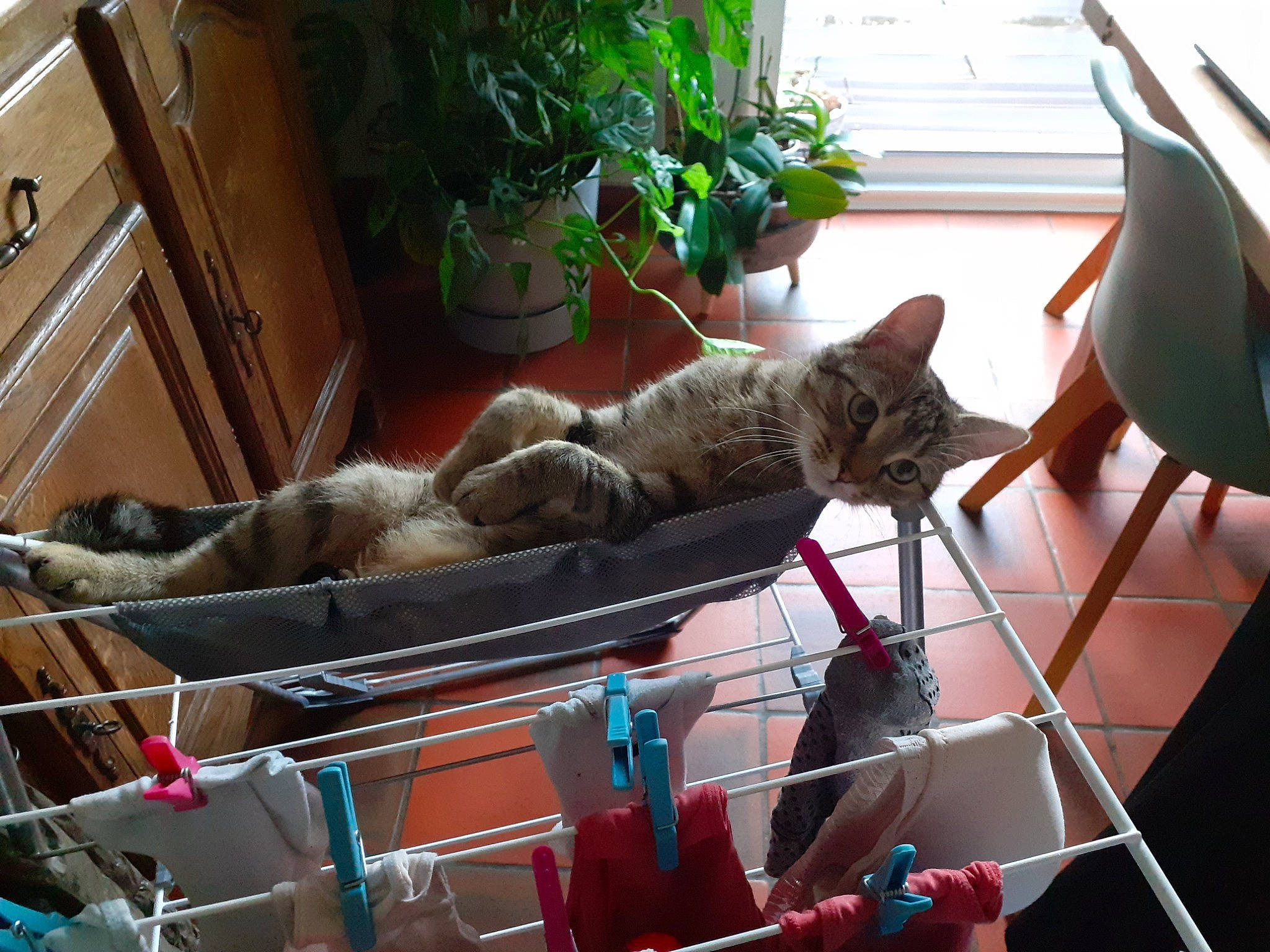 Prosper participe au concours pour gagner de l'argent avec cette photo : cabinetry, carnivore, cat, chair, comfort, domestic_short_haired_cat, fawn, felidae, flowerpot, fur, houseplant, outdoor_furniture, plant, small_to_medium_sized_cats, tail, whiskers, window, wood