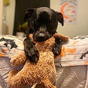 Boogie joined the competition — help win amazing prizes! dog, black_dog, stuffed_animal, teddy_bear, toy, bed, blanket, bedroom, indoors, pet, hugging, sitting, lying_down, paws, floppy_ears, dark_fur, brown_toy, cozy, portrait, playful