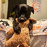 dog, black_dog, stuffed_animal, teddy_bear, toy, bed, blanket, bedroom, indoors, pet, hugging, sitting, lying_down, paws, floppy_ears, dark_fur, brown_toy, cozy, portrait, playful