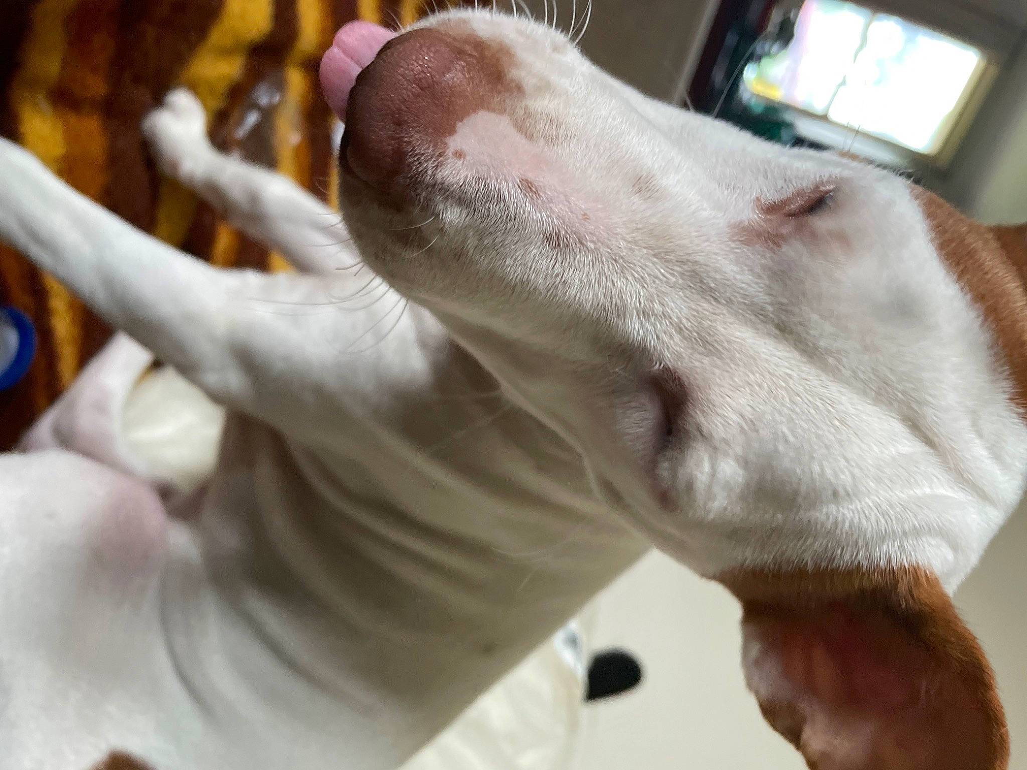 Rusty joined the competition — help win amazing prizes! canidae, carnivore, collar, companion_dog, dog, dog_breed, dog_collar, ear, fawn, gesture, jaw, liver, livestock, rampur_greyhound, snout, sporting_group, tail, terrestrial_animal, whiskers, working_animal