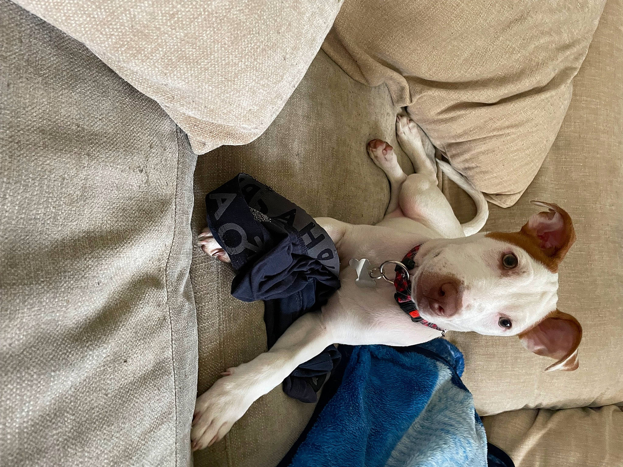 Rusty joined the competition — help win amazing prizes! adventure, canidae, carnivore, collar, comfort, companion_dog, dog, dog_breed, dog_collar, dog_supply, eyewear, fashion_accessory, fawn, nail, sleeve, snout, sporting_group, t_shirt, working_animal, wrist