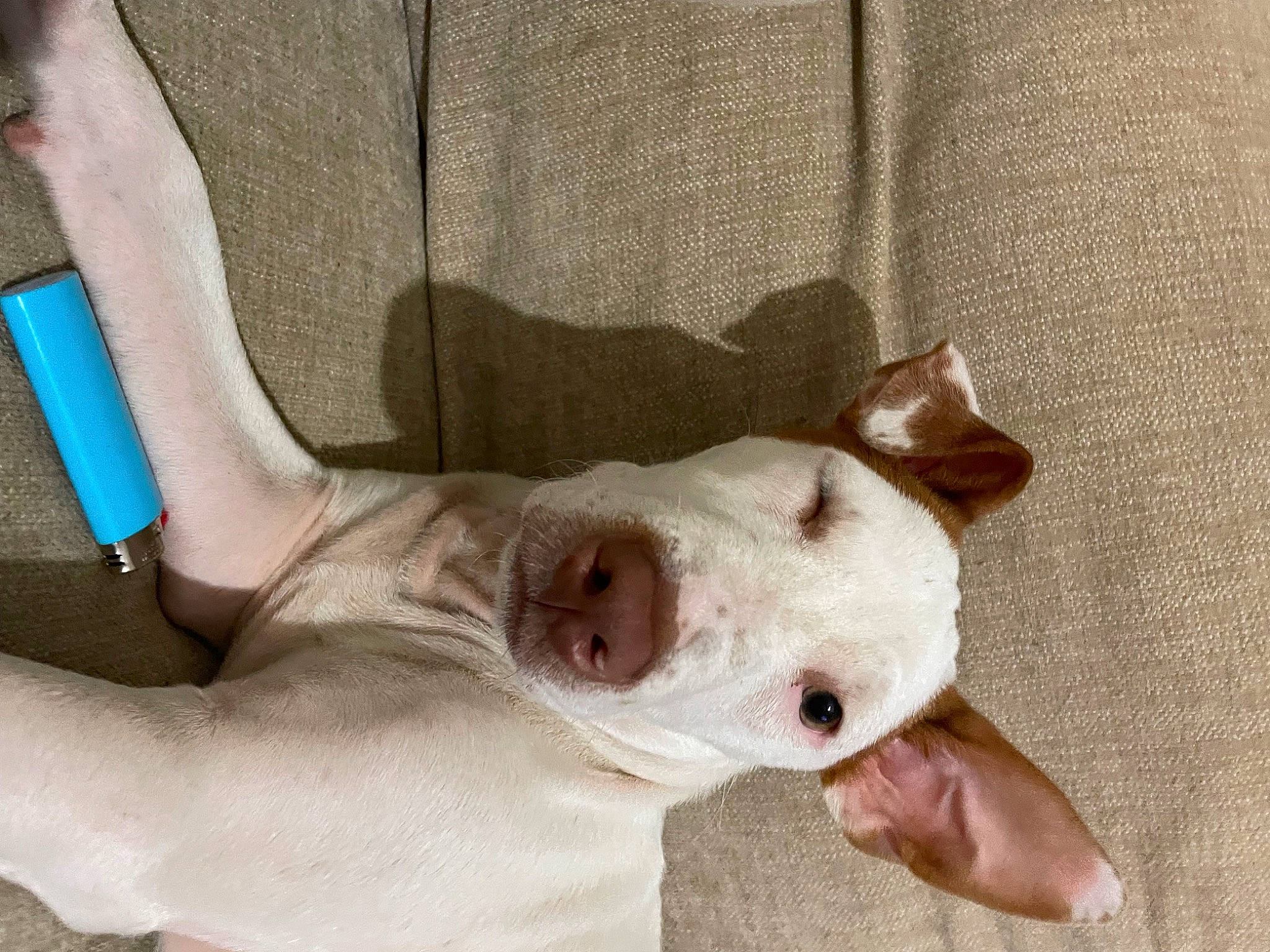 Rusty joined the competition — help win amazing prizes! canidae, carnivore, chest, comfort, companion_dog, dog, dog_breed, ear, elbow, fawn, foot, gesture, human_leg, scar, snout, sporting_group, tail, terrestrial_animal, whiskers, wrist