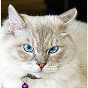 Amadeus participe au concours pour gagner de l'argent avec cette photo : cat, blue_eyes, fluffy, close_up, whiskers, collar, purple_bell, pet, animal, feline, cute, domestic_cat, portrait, fur, pink_nose, ears, indoor, soft_light, focused, face
