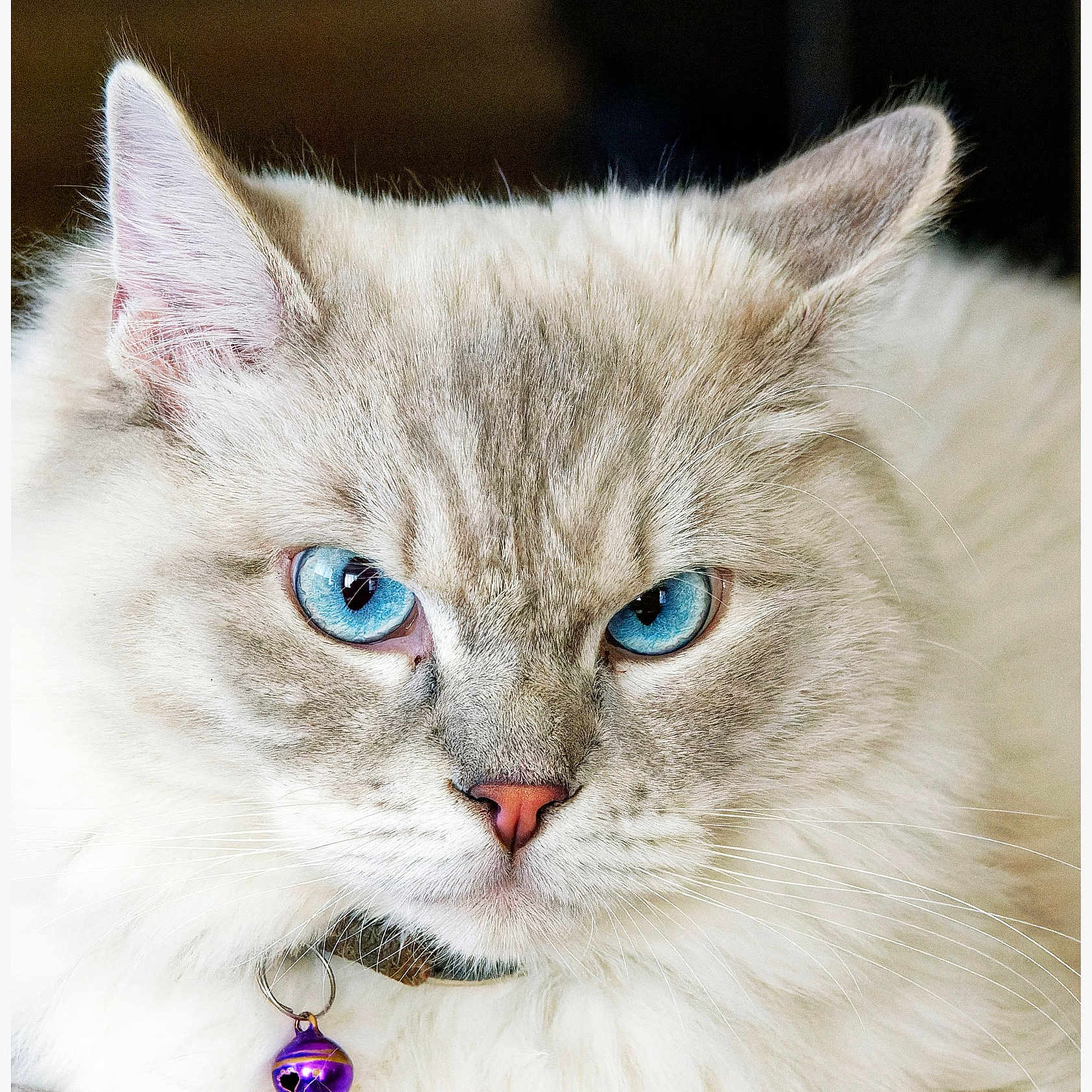 Amadeus participe au concours pour gagner de l'argent avec cette photo : animal, blue_eyes, cat, close_up, collar, cute, domestic_cat, ears, face, feline, fluffy, focused, fur, indoor, pet, pink_nose, portrait, purple_bell, soft_light, whiskers