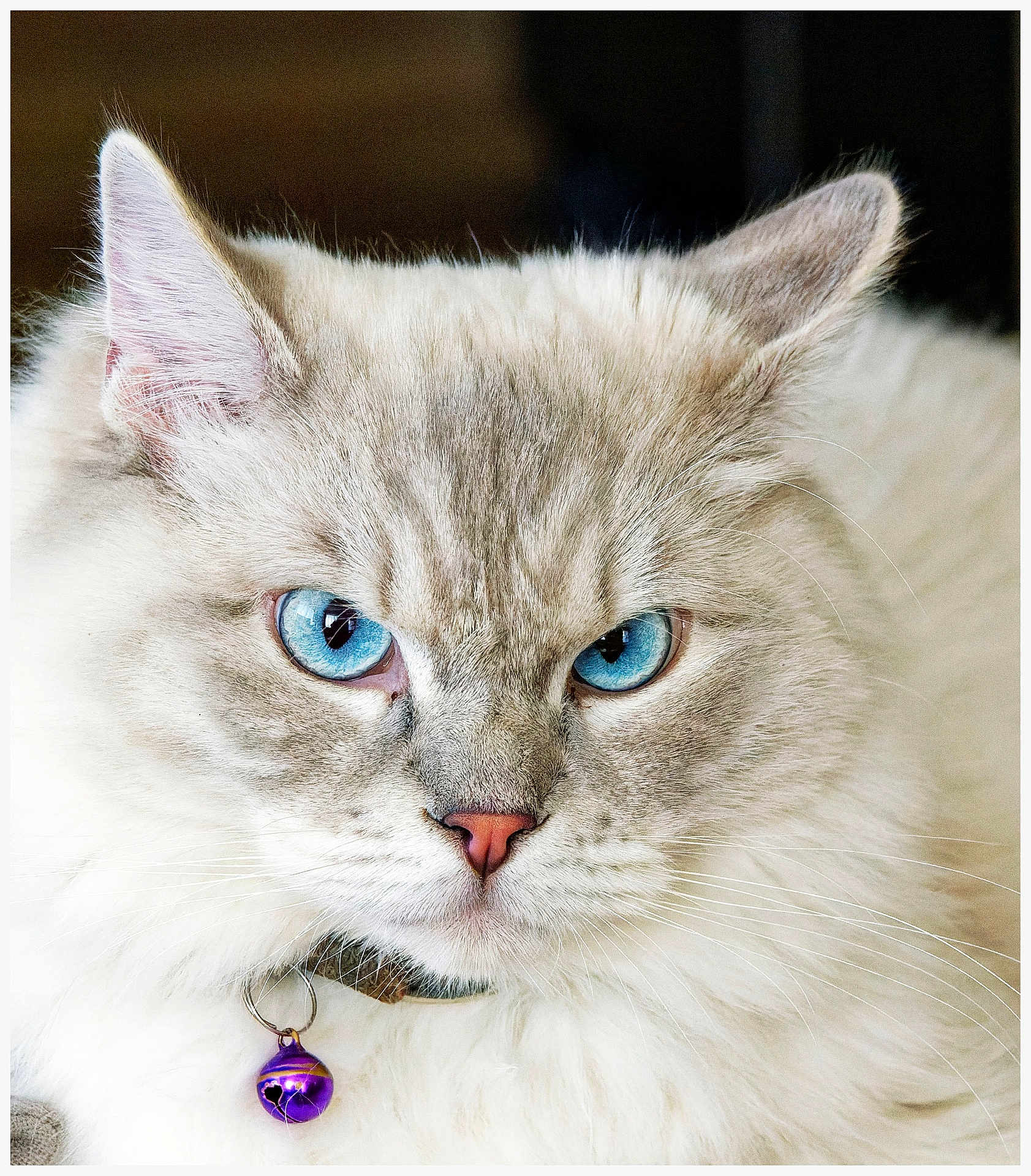 Amadeus participe au concours pour gagner de l'argent avec cette photo : cat, blue_eyes, fluffy, close_up, whiskers, collar, purple_bell, pet, animal, feline, cute, domestic_cat, portrait, fur, pink_nose, ears, indoor, soft_light, focused, face
