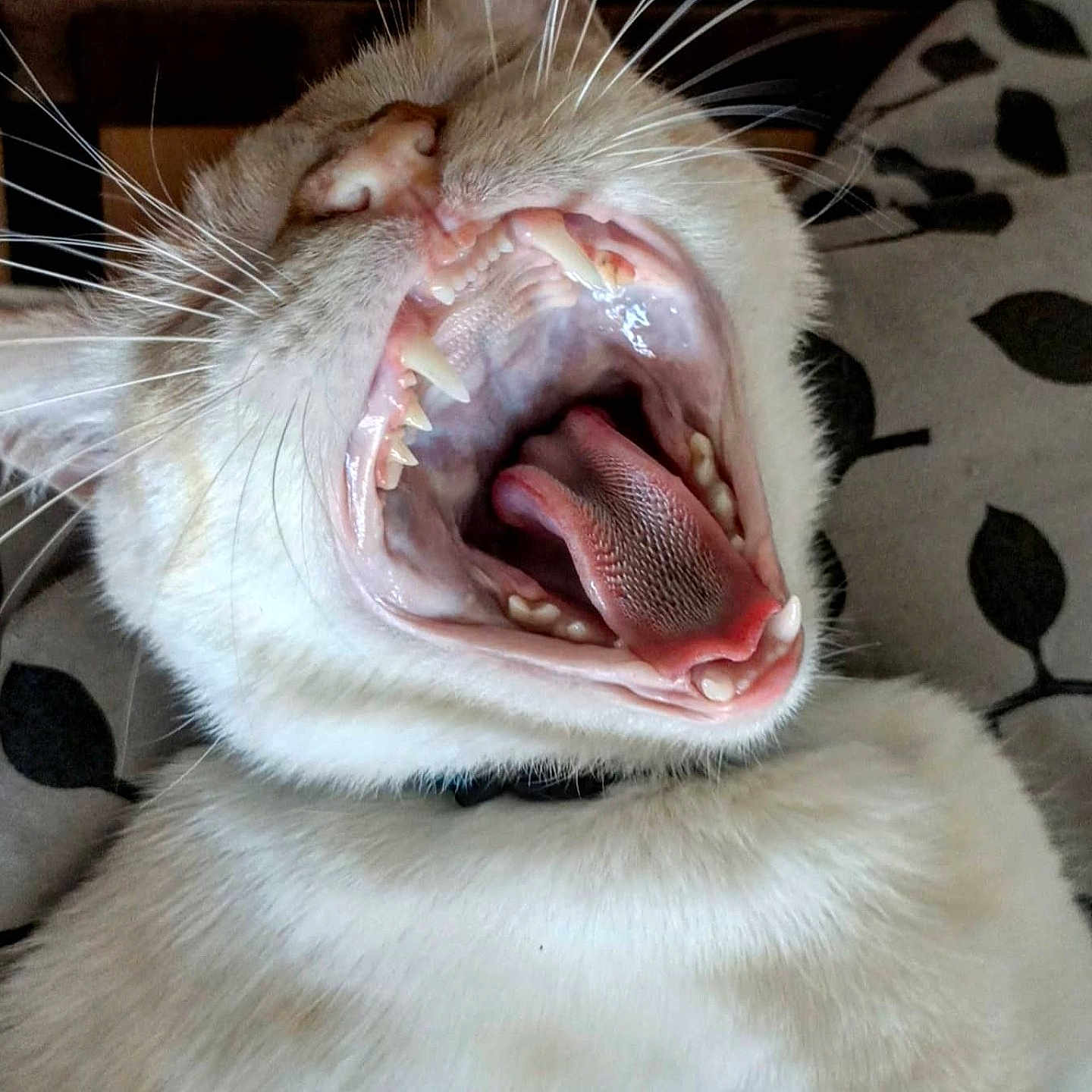 Zip a rejoint le concours — aidez-le/la à gagner de superbes lots ! animal, cat, close_up, collar, cute, face, fur, head, indoor, mouth, pet, pink, relaxed, sleepy, teeth, texture, tongue, whiskers, white, yawning