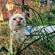 Zip participe au concours pour gagner de l'argent avec cette photo : cat, grass, outdoor, nature, animal, fence, brick_wall, curious, pet, wide_eyes, harness, greenery, close_up, daylight, plants, muzzle, whiskers, fur, nose, ears