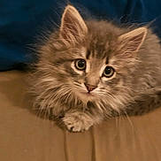 Lucy is registered to the contest to win money with this photo: cat, kitten, furry, pet, portrait, indoor, bed, pillow, beige, blue_pillow, whiskers, ears, paws, cute, looking_at_camera, close_up, fluff, bedding, domestic_cat, young