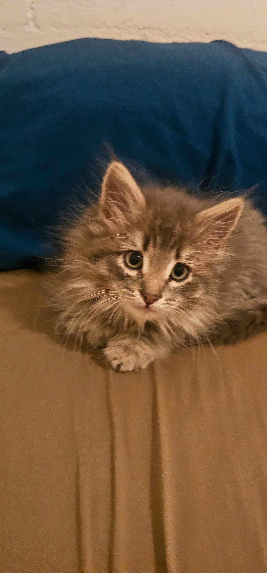 Lucy is registered to the contest to win money with this photo: cat, kitten, furry, pet, portrait, indoor, bed, pillow, beige, blue_pillow, whiskers, ears, paws, cute, looking_at_camera, close_up, fluff, bedding, domestic_cat, young