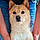 Daimyo