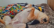 Daimyo participe au concours pour gagner de l'argent avec cette photo : dog, sleeping, bed, blanket, cozy, paw, fur, indoor, relaxing, canine, pet, resting, cute, comfortable, home, animal, furry, snuggled, napping, fluffy