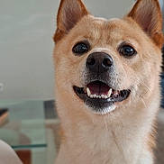 Daimyo participe au concours pour gagner de l'argent avec cette photo : dog, smiling, indoor, close_up, fluffy, pet, canine, happy, face, ears, teeth, fur, animal, companion, domestic, portrait, blurred_background, person, casual, seated