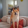 dog, shiba_inu, couch, pillow, indoor, smiling, pet, living_room, furniture, home, canine, cute, animal, cozy, fur, ears, tail, window, decor, photography