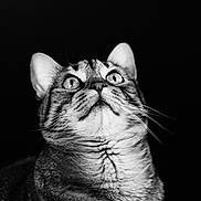 Tea a rejoint le concours — aidez-le/la à gagner de superbes lots ! animal, black_and_white, black_background, cat, close_up, curious, cute, domestic_animal, eyes, face, feline, fur, indoor, looking_up, mammal, pet, portrait, soft_texture, tabby, whiskers