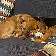 Pete is registered to the contest to win money with this photo: dog, sleeping, couch, pillows, brown_dog, black_and_brown_dog, indoor, resting, cozy, pet, animal, friendship, curled_up, fur, paw, companion, home, relaxation, cute, nap