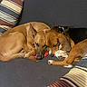 dog, sleeping, couch, pillows, brown_dog, black_and_brown_dog, indoor, resting, cozy, pet, animal, friendship, curled_up, fur, paw, companion, home, relaxation, cute, nap