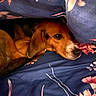 Pete joined the competition — help win amazing prizes! dog, beagle, pet, animal, blanket, blue, floral, cozy, indoor, resting, cute, fur, ears, snout, comfort, sleepy, closeup, brown, white, hidden