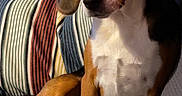 Pete is registered to the contest to win money with this photo: dog, beagle, pet, indoor, couch, striped_cushion, brown, white, black, ears, sitting, relaxed, animal, fur, nose, eyes, tail, home, comfort, portrait