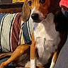 dog, beagle, pet, indoor, couch, striped_cushion, brown, white, black, ears, sitting, relaxed, animal, fur, nose, eyes, tail, home, comfort, portrait