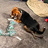 Pete is registered to the contest to win money with this photo: dog, carpet, toy, rope_toy, pet_bed, blanket, indoor, chewing, tricolor, brown, black, white, floor, relaxing, animal, pet, cozy, resting, playful, canine