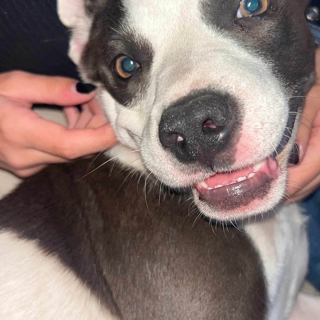 Kolohe is registered to the contest to win money with this photo: animal, baby, bodypart, bostonbull, boxer, bulldog, canine, dog, face, finger, frenchbulldog, hand, head, hound, husky, person, pet, pitbull, puppy, snout