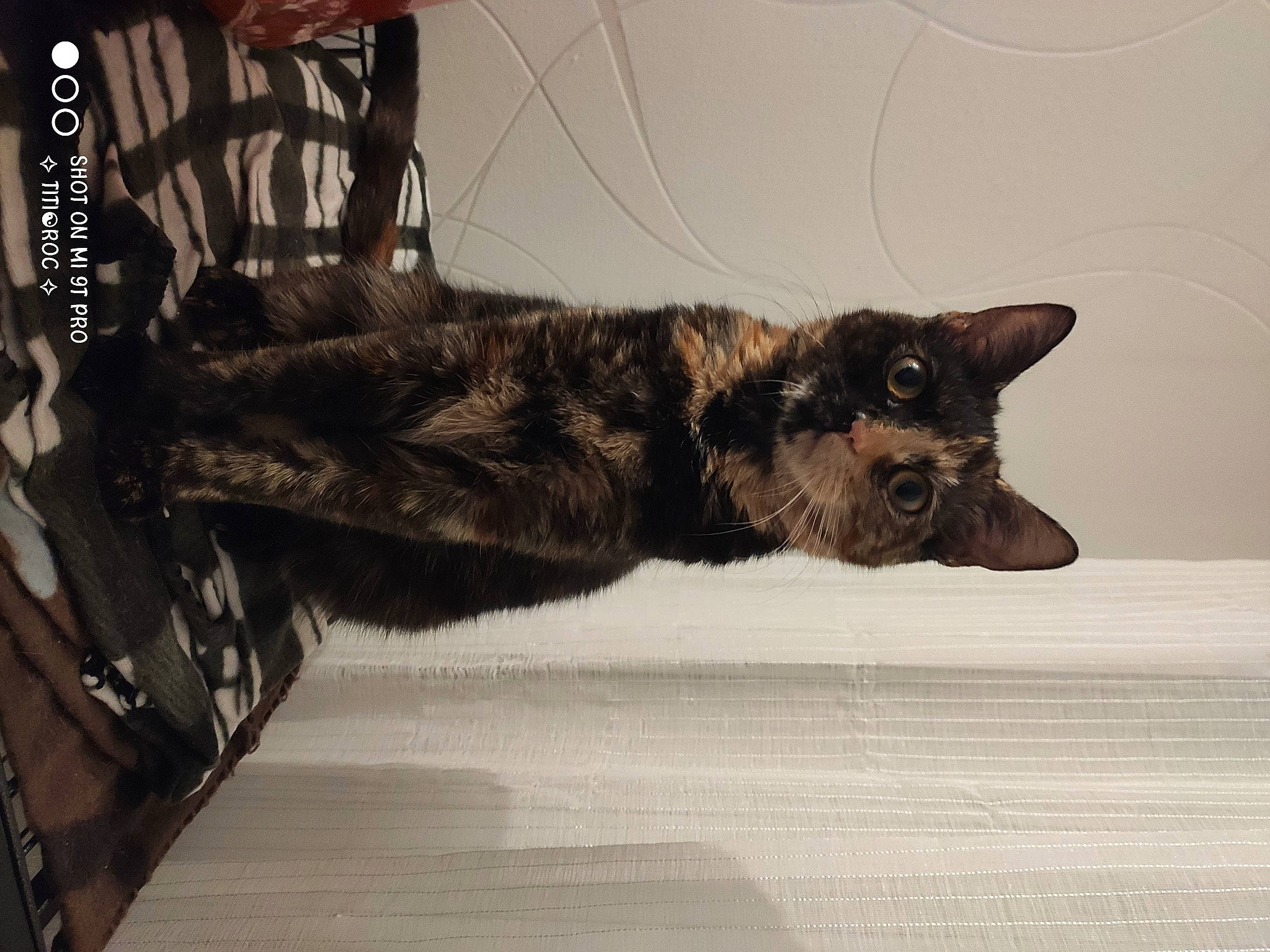 Hope participe au concours pour gagner de l'argent avec cette photo : canidae, carnivore, cat, claw, domestic_short_haired_cat, felidae, floor, flooring, fur, grey, metal, paw, small_to_medium_sized_cats, snout, tail, terrestrial_animal, whiskers, wildlife, window, wood