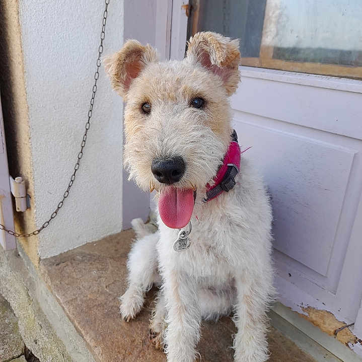 Socquette participe au concours pour gagner de l'argent avec cette photo : animal, canine, closeup, collar, cute, daylight, dog, door, friendly, fur, happy, leash, outdoor, pet, portrait, resting, scruffy, sitting, stone, tongue_out