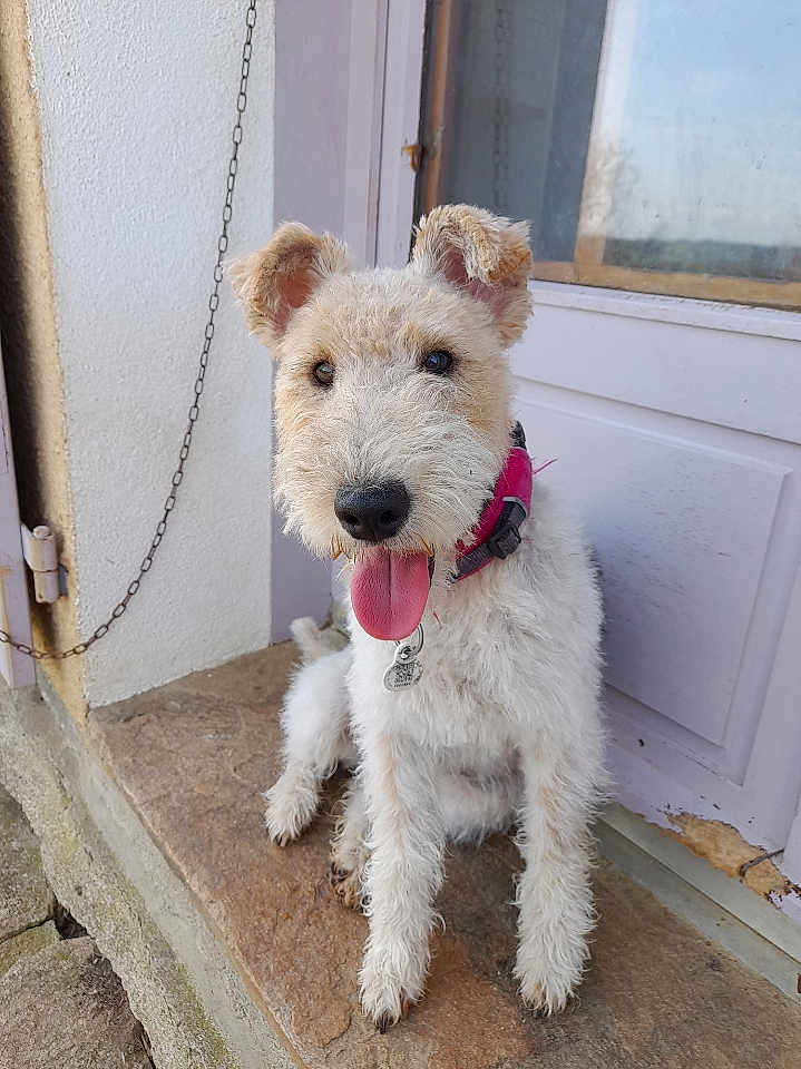 Socquette participe au concours pour gagner de l'argent avec cette photo : dog, pet, tongue_out, collar, door, stone, outdoor, happy, sitting, fur, animal, canine, cute, scruffy, leash, closeup, friendly, portrait, daylight, resting