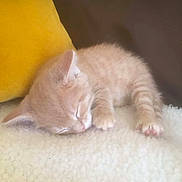 Bubba is registered to the contest to win money with this photo: blanket, brown_pillow, cat, cozy, cute, domestic_animal, feline, fluffy, fur, indoor, kitten, nap, paw, pet, relaxation, resting, sleeping, small, soft, yellow_cushion