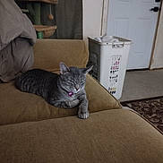 Mika joined the competition — help win amazing prizes! animal, carpet, cat, cat_tree, couch, cozy, domestic_cat, door, feline, furniture, home, household, indoor, laundry_basket, living_room, pet, relaxed, resting, sleepy, tabby_cat