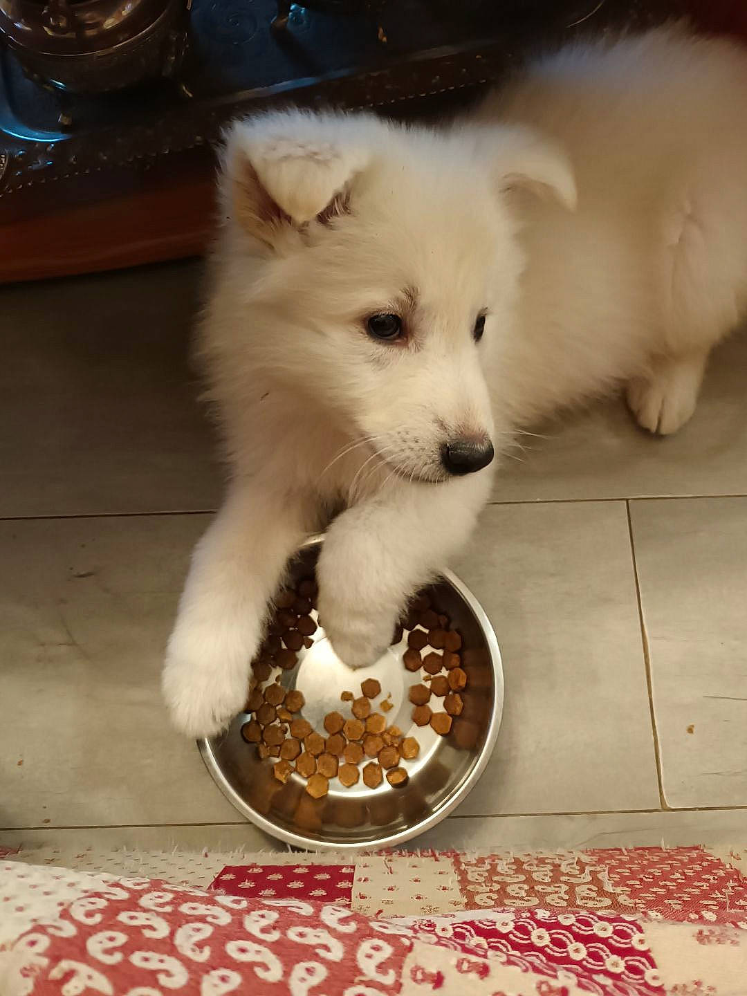 Blue participe au concours pour gagner de l'argent avec cette photo : american_eskimo_dog, canidae, carnivore, companion_dog, dog, dog_breed, dog_supply, food, fur, german_spitz, german_spitz_klein, german_spitz_mittel, serveware, snout, spitz, sporting_group, table, tail, whiskers, working_animal