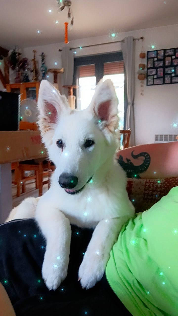 Blue a rejoint le concours — aidez-le/la à gagner de superbes lots ! ancient_dog_breeds, canidae, carnivore, companion_dog, dog, dog_breed, dog_supply, ear, event, fawn, flooring, fur, non_sporting_group, snout, sporting_group, tail, terrestrial_animal, whiskers, working_animal, working_dog