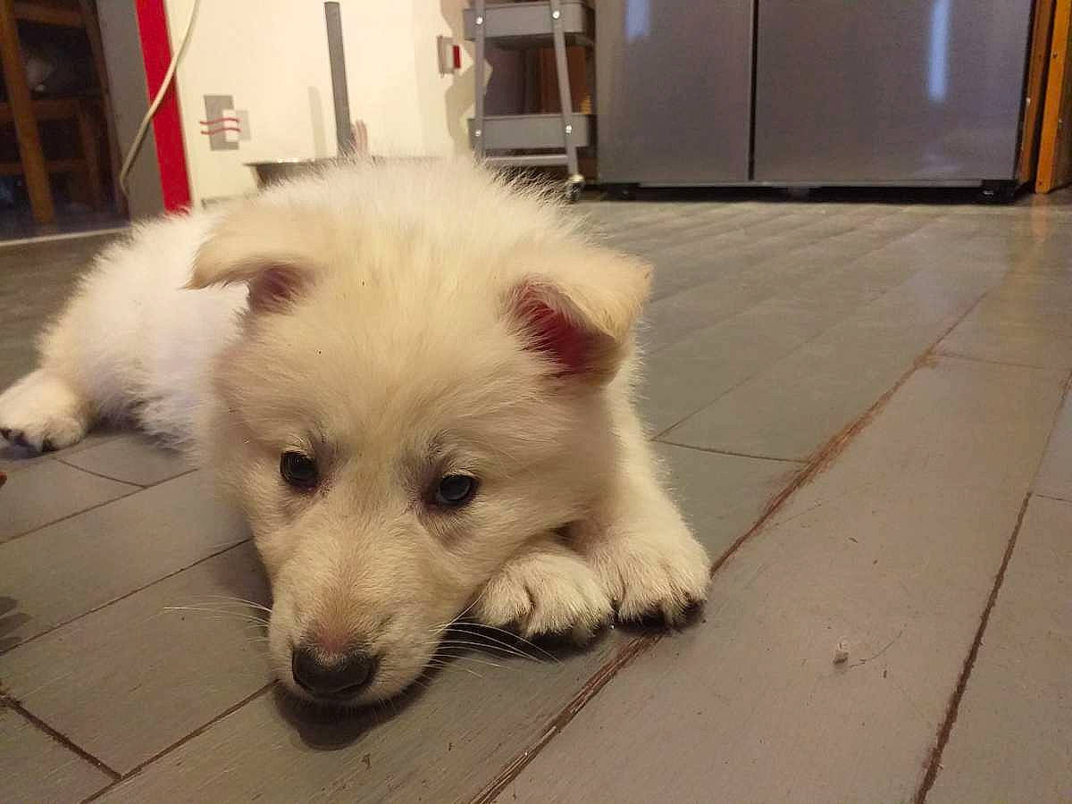 Blue participe au concours pour gagner de l'argent avec cette photo : american_eskimo_dog, cabinetry, canidae, carnivore, companion_dog, dog, dog_breed, fawn, flooring, fur, german_spitz, german_spitz_mittel, giant_dog_breed, hardwood, non_sporting_group, snout, sporting_group, volpino_italiano, whiskers, working_animal