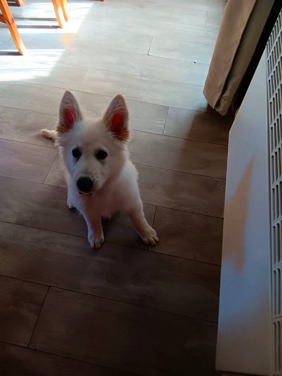 Blue a rejoint le concours — aidez-le/la à gagner de superbes lots ! ancient_dog_breeds, canidae, carnivore, companion_dog, dog, dog_breed, fawn, floor, flooring, fur, hardwood, non_sporting_group, small_terrier, snout, sporting_group, tail, terrestrial_animal, toy_dog, wood, working_animal