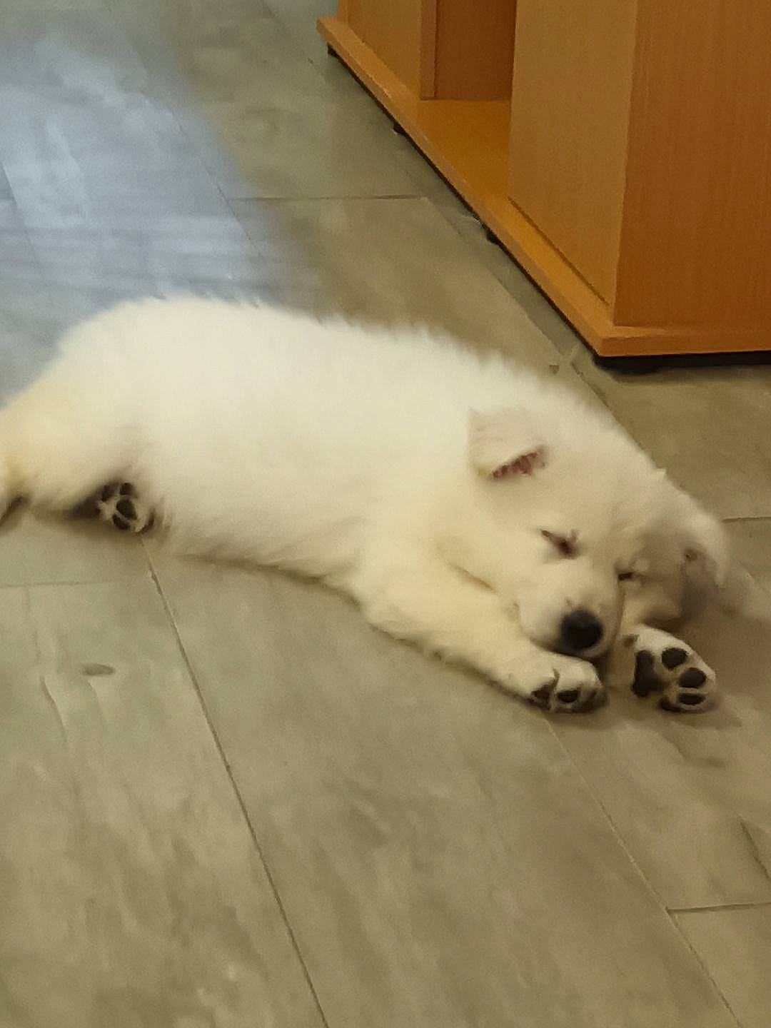 Blue a rejoint le concours — aidez-le/la à gagner de superbes lots ! cabinetry, carnivore, cat, claw, comfort, companion_dog, cupboard, dog_breed, fawn, felidae, flooring, foam, fur, hardwood, small_to_medium_sized_cats, snout, tail, terrestrial_animal, whiskers, wood