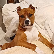 Abysse a rejoint le concours — aidez-le/la à gagner de superbes lots ! dog, brown, white, pet, animal, canine, indoor, blanket, resting, relaxed, fur, paw, face, ears, snout, cozy, soft, comfort, looking, home