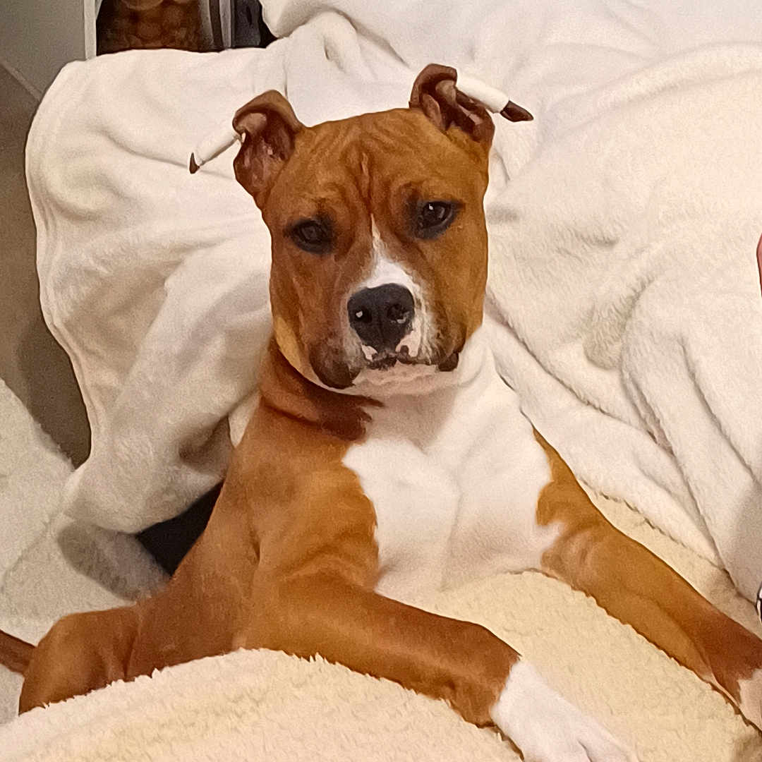 Abysse a rejoint le concours — aidez-le/la à gagner de superbes lots ! dog, brown, white, pet, animal, canine, indoor, blanket, resting, relaxed, fur, paw, face, ears, snout, cozy, soft, comfort, looking, home