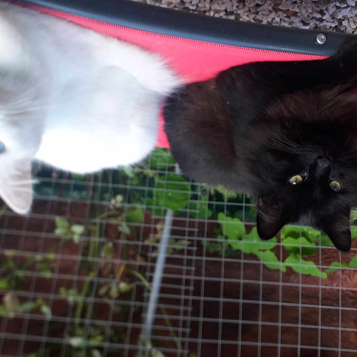Picachou Et Filou