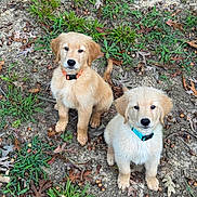 Chance And Tucker joined the competition — help win amazing prizes! acorns, adorable, animal, brown, collar, cute, dog, earth, fluffy, golden_retriever, grass, leaves, nature, outdoor, pet, puppy, sitting, tan, two, young