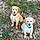 Chance And Tucker