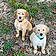 Chance And Tucker