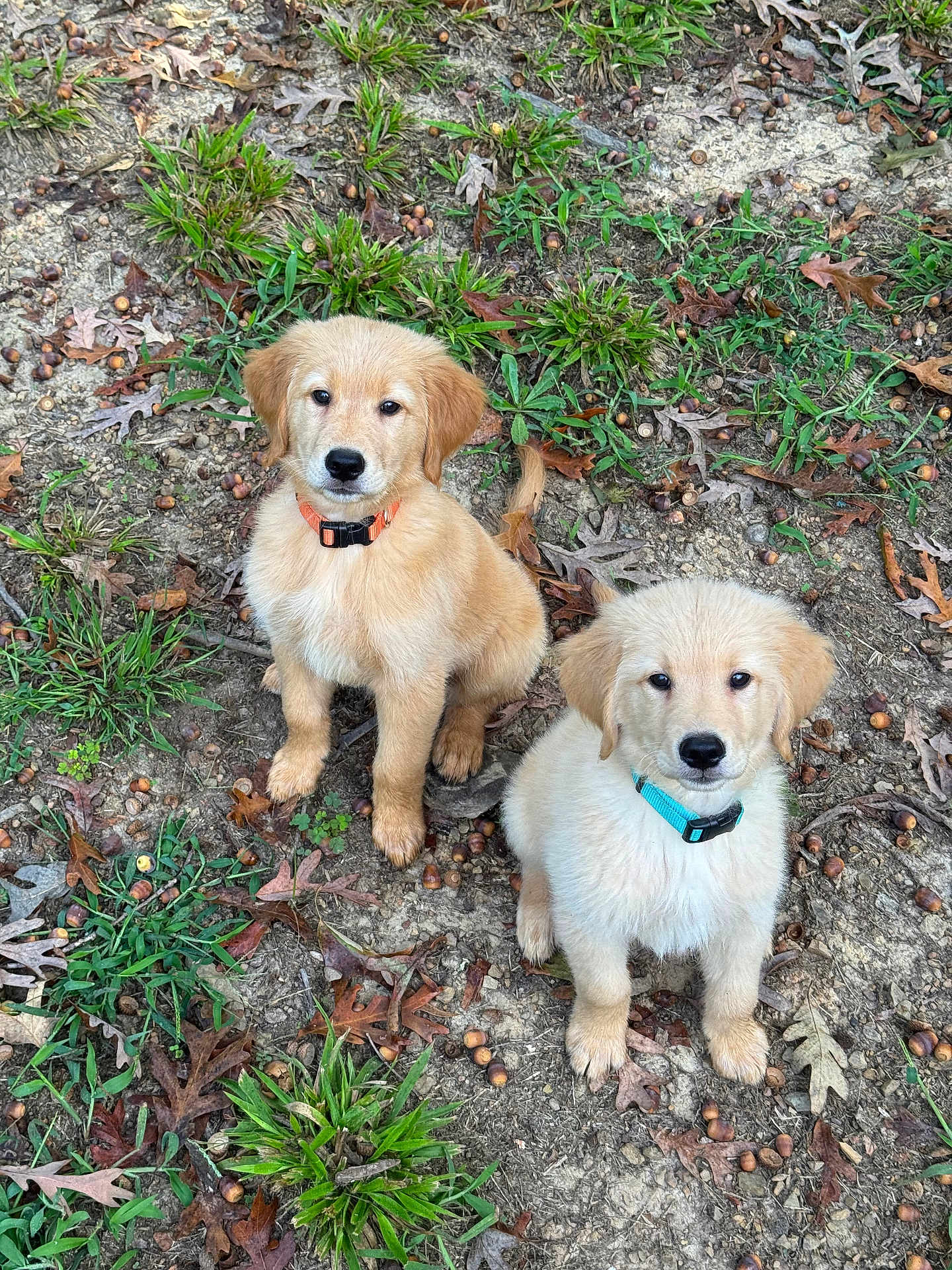 Chance And Tucker joined the competition — help win amazing prizes! acorns, adorable, animal, brown, collar, cute, dog, earth, fluffy, golden_retriever, grass, leaves, nature, outdoor, pet, puppy, sitting, tan, two, young